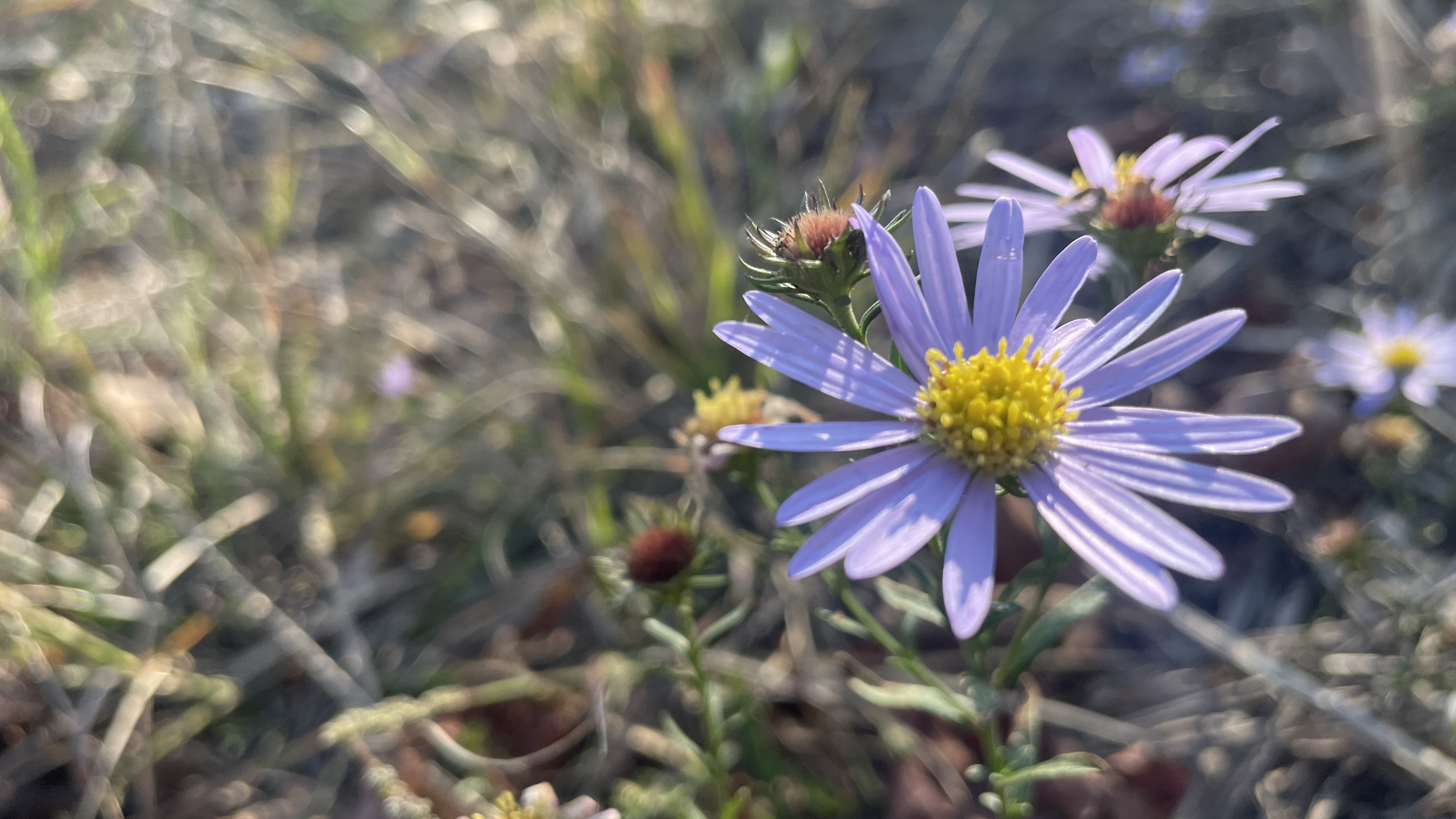 연보라빛 꽃잎이 예쁜 쑥부쟁이