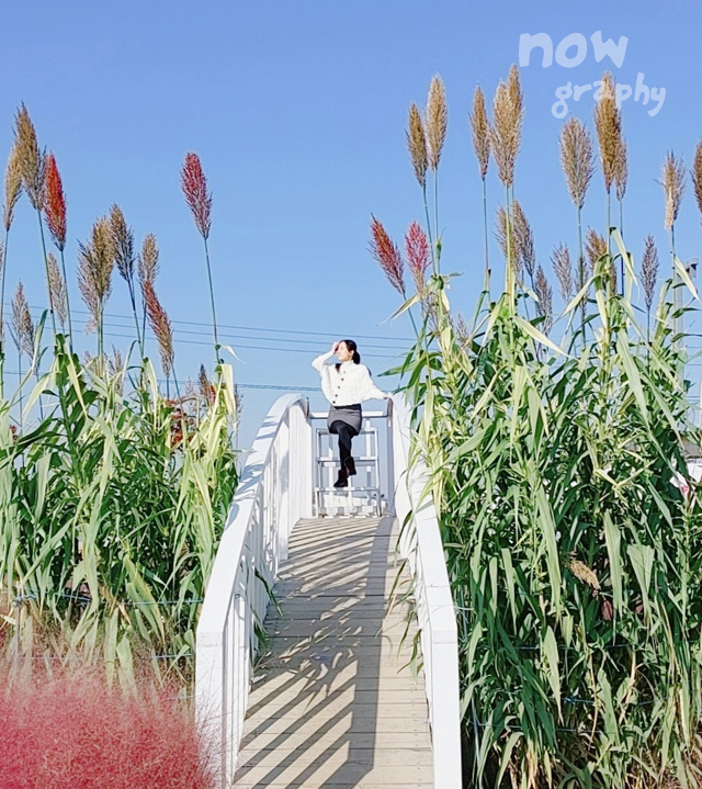 평택-바람새마을-핑크뮬리