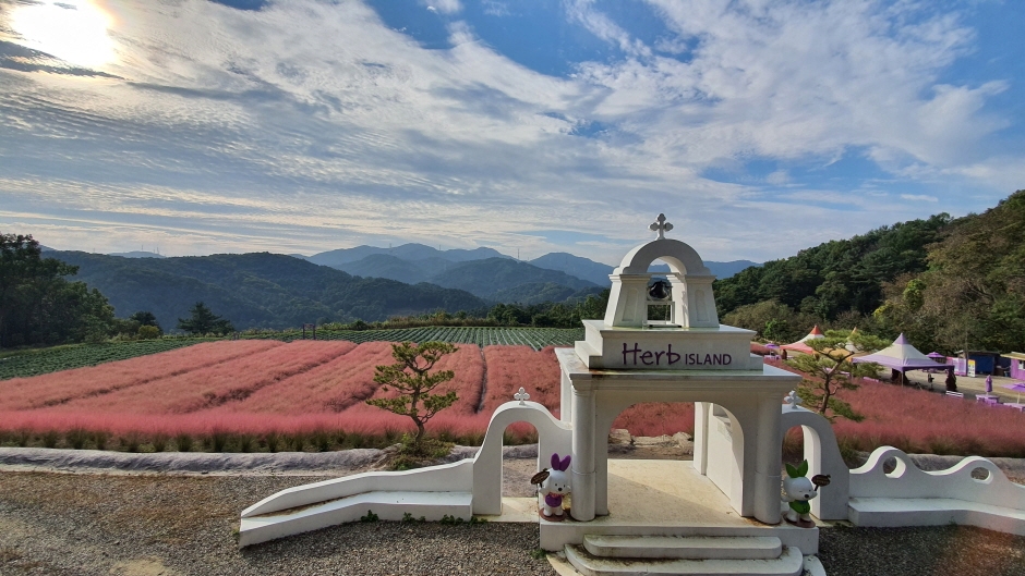 허브아일랜드 핑크뮬리 축제