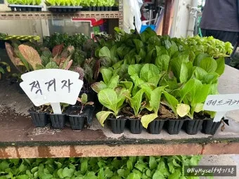 8월에 심는 작물 종류와 늦기 전 파종법 추천_17