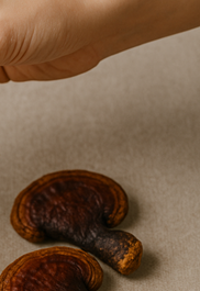 상황버섯 효능