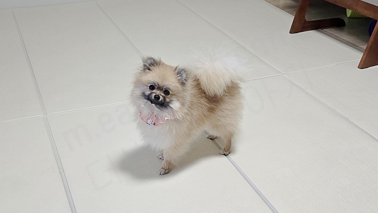 턱받이를 하고 고개를 갸웃거리는 강아지