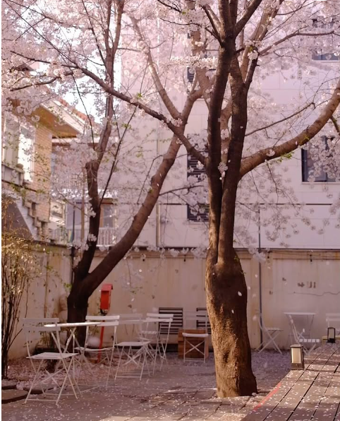 합정-망원-숨은-감성-벚꽃-카페-7-인스타-위치-예약-주차
