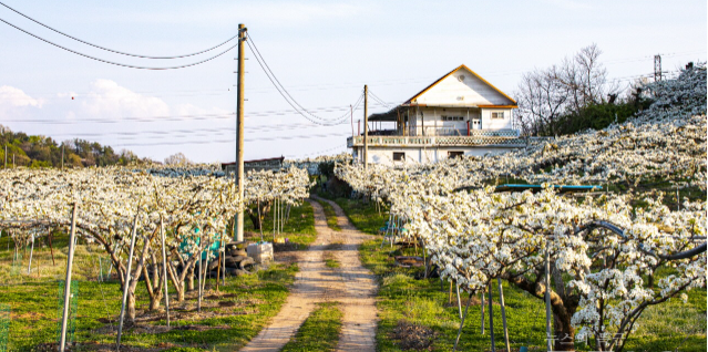 통천포-과수원
