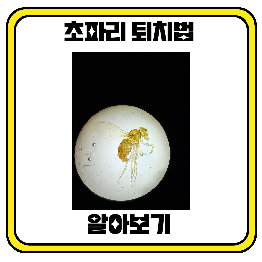 초파리 퇴치하기: 집 안의 작은 괴물과의 전쟁