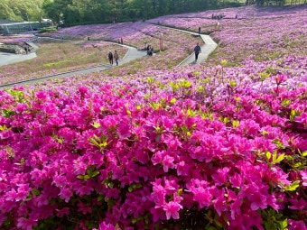 |봄을 품은 철쭉의 향연, 철쭉동산에서 펼쳐지는 낭만 축제