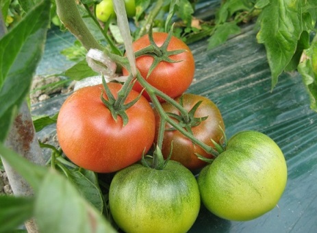 6시내고향-부산-대저토마토