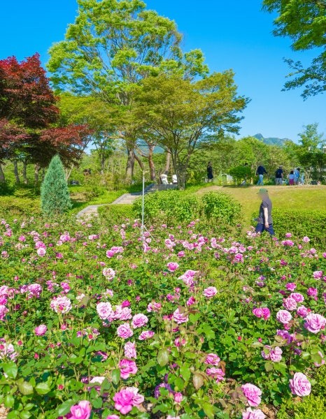 서울대공원 장미축제