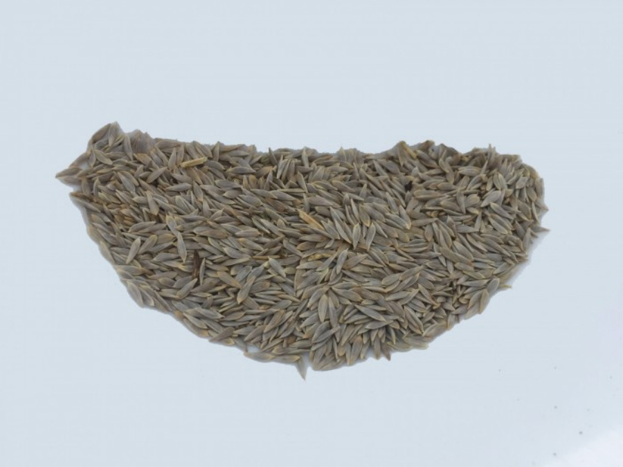 야생에서 채취를 한 상추의 씨인 와거를 하얀 바닥 위에 수북하게 쌓아두고 찍은 사진