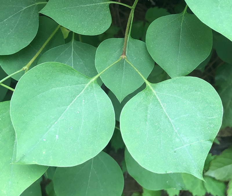 수수꽃다리 잎1