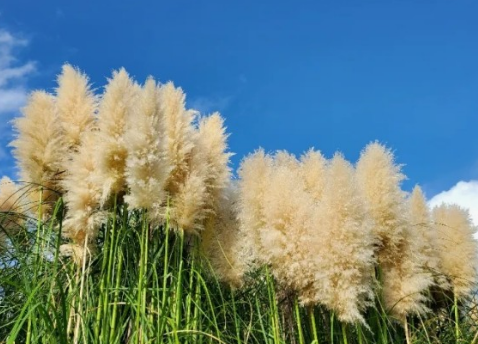 가을에 꼭 가야 하는 억새 명소