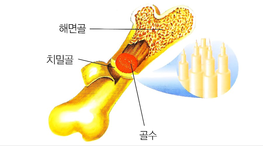치밀골과 해면골