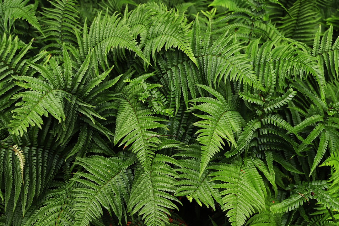 Fern