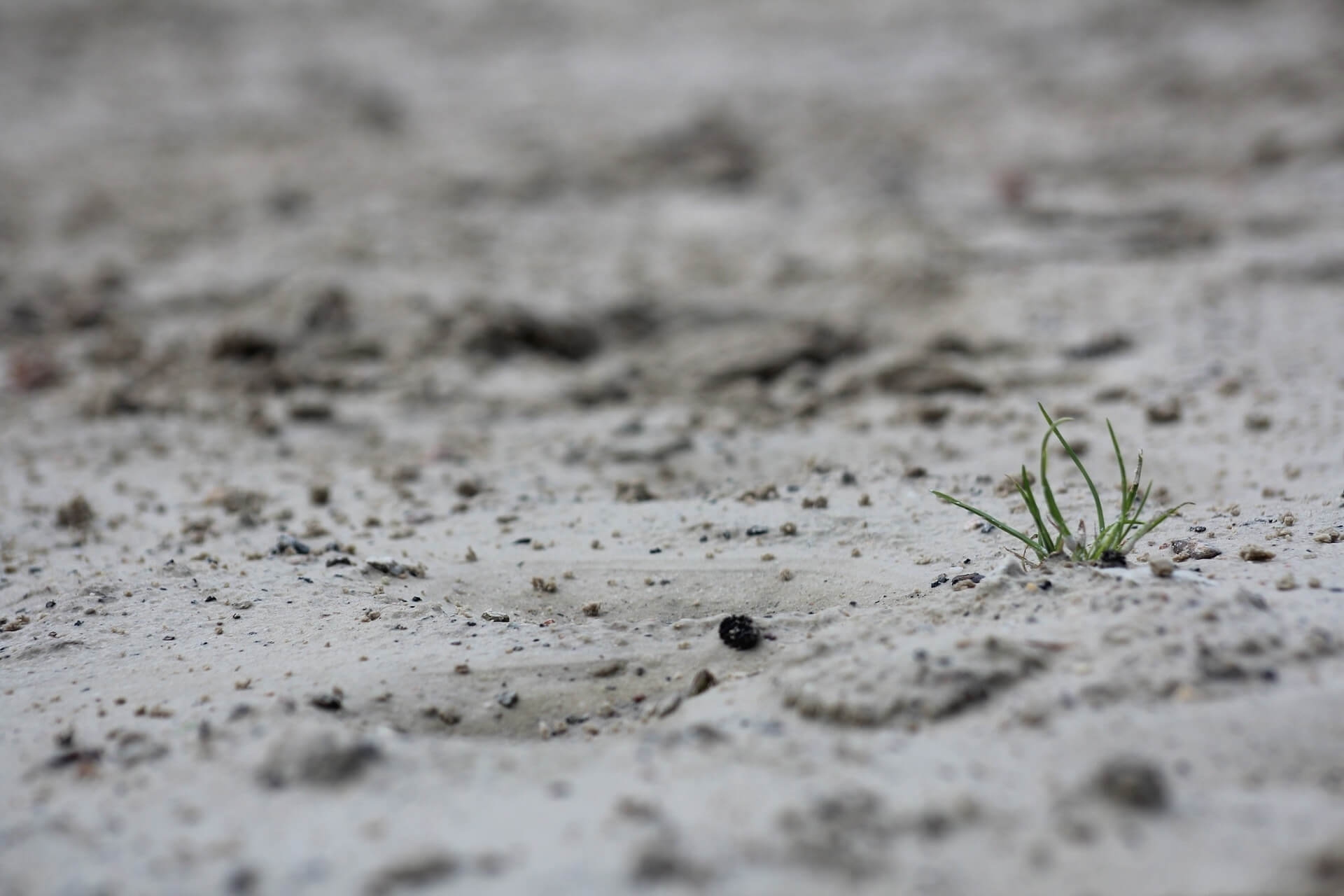 작은 곤충이 돌아오면서 초소형 생태계 균형이 회복되는 복원 프로젝트 순간 관찰기