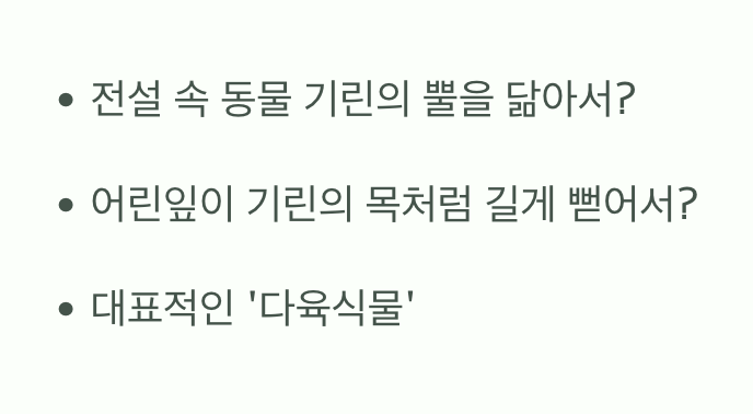 '기린'을 닮은 꽃, 이름의 비밀