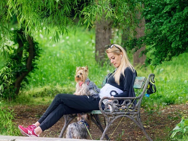 노령견의 하루 루틴 만들기