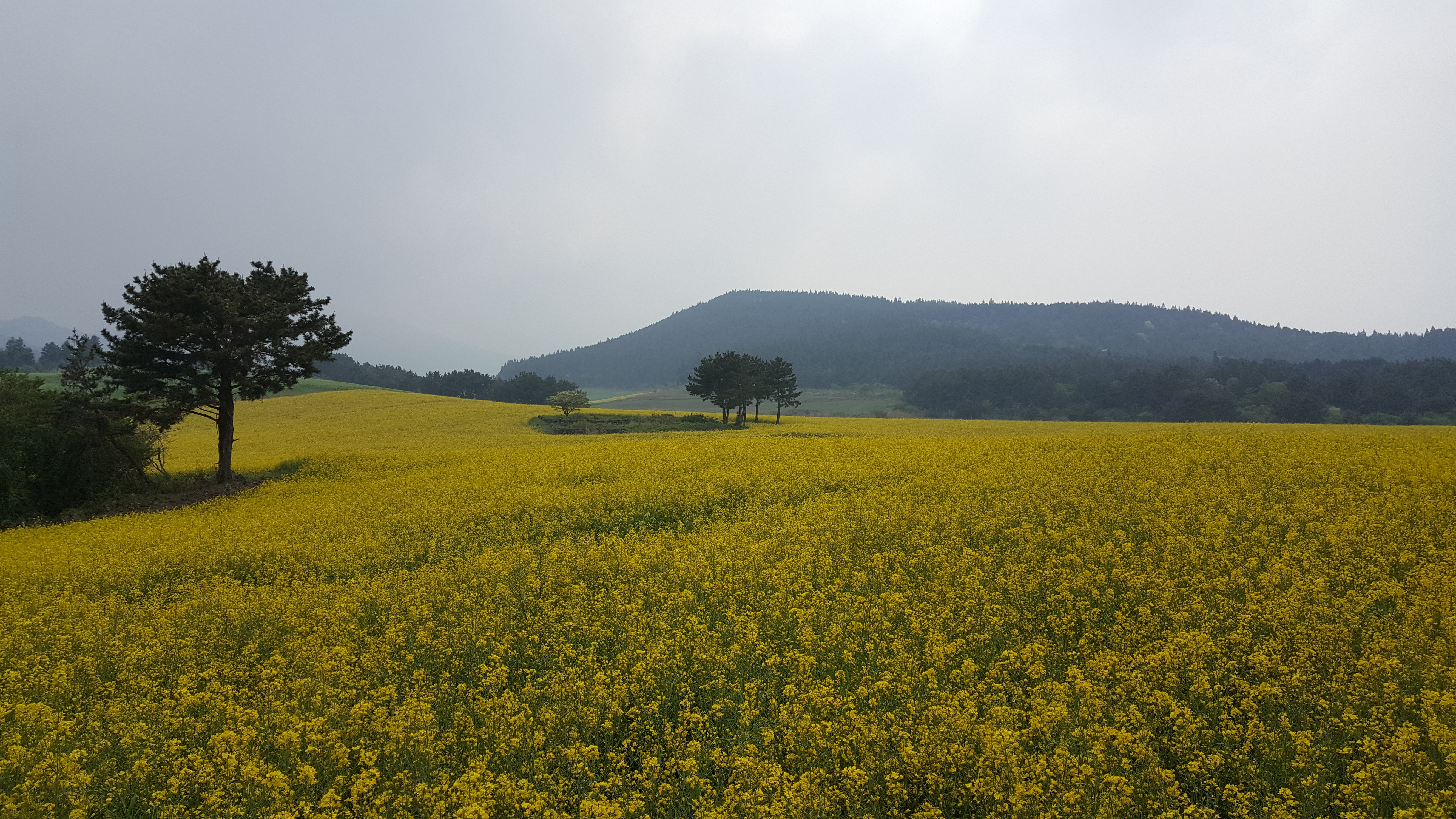 제주 유채꽃밭