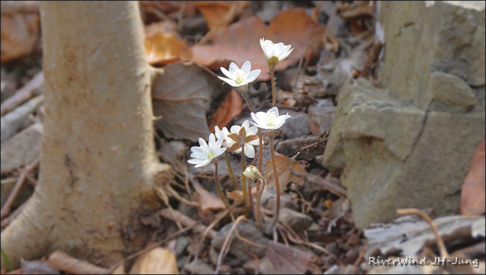 천성산 야생화 출사