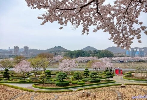 장미공원 벚꽃길