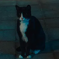 드라마 ‘가슴이 뛴다’ 등장인물(출연자)소개 고양남(Cast 고양이)