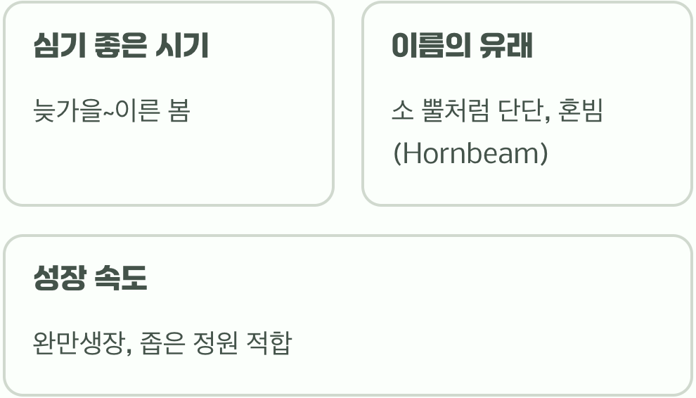 서어나무 묘목 키우기 A to Z (묘목 심기부터 관리까지)