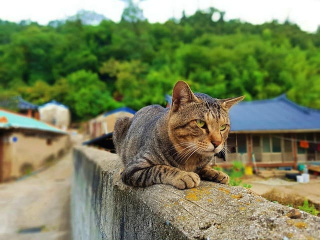 인천 영흥도 고양이역