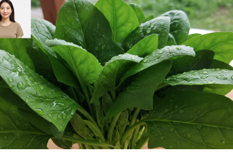 혈압 낮추는 음식 시금치