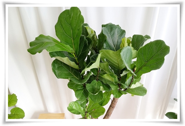 "고무나무 키우기" 실내 정원에 매력을 더하는 초록 친구!