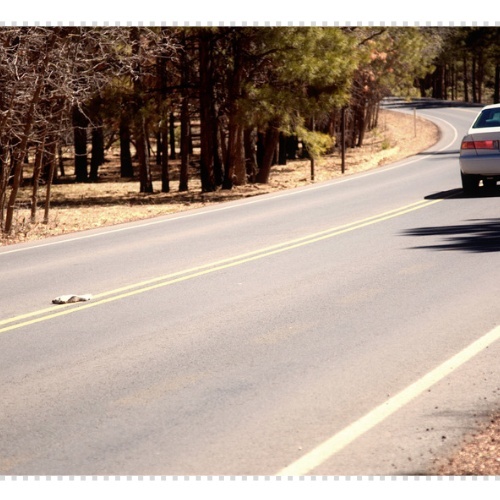 로드킬 사체처리 신고