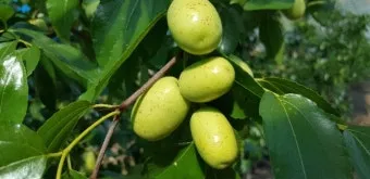 대추 재배 개화기 관리 봉지 씌우기 열매 터짐 예방_12