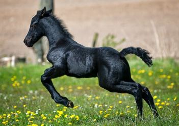 마권발매 온라인