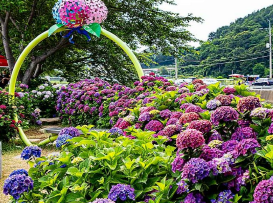 광도빛길 수국축제의 열기와 풍경