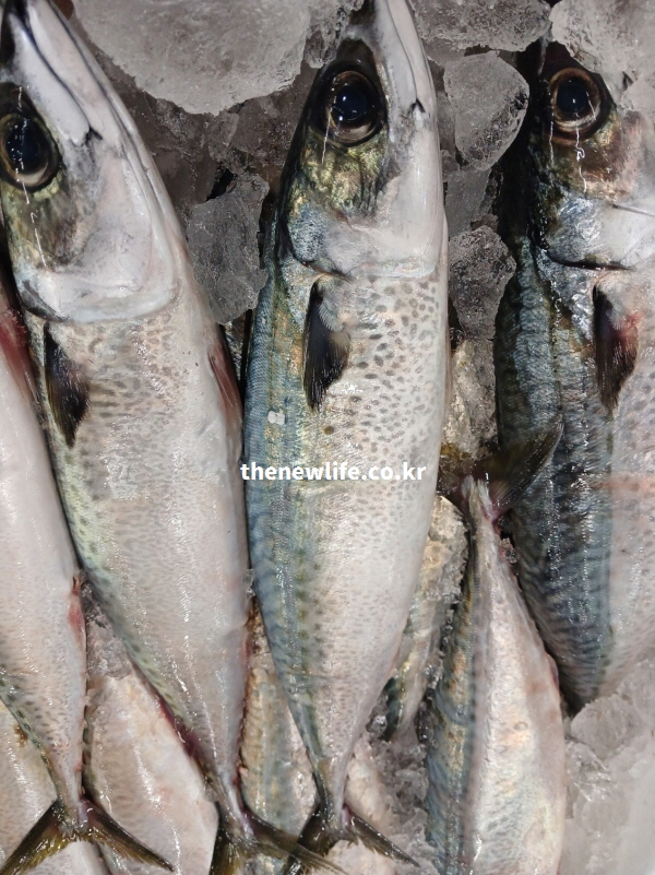 고등어의 DHA가 눈 건강 보호에 도움이 되는 효능을 설명하기 위해 신선한 고등어가 얼음 위에 놓인 실물 사진