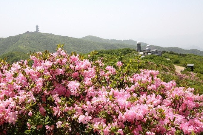 [5월 봄꽃 축제]2025 영주 소백산 철쭉제❘기본 정보, 프로그램, 개화상황 정리