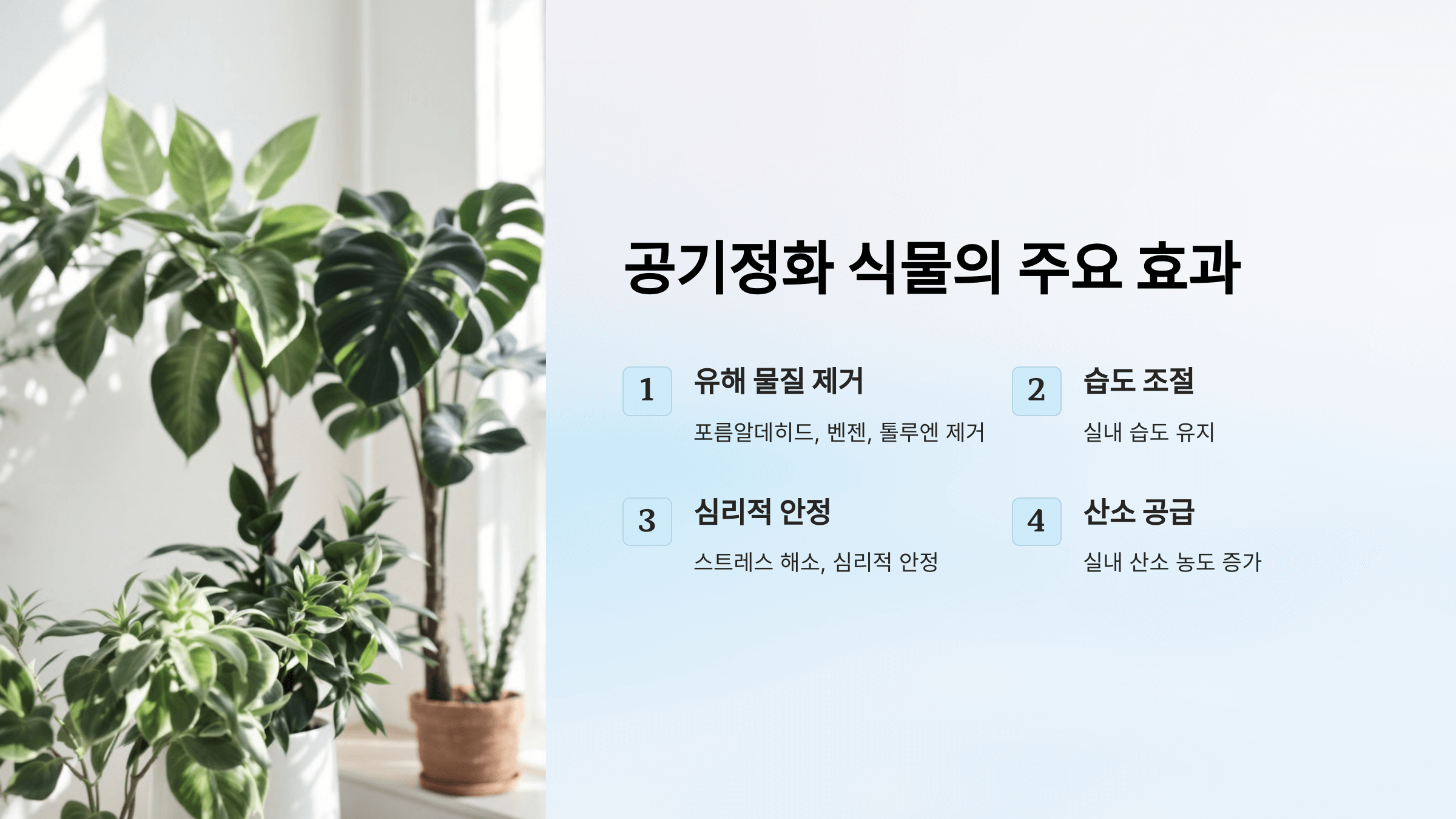 공기정화 식물 사진입니다.