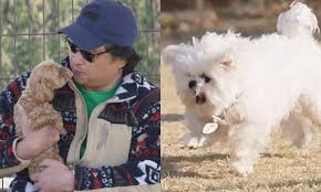 나혼자산다 구성환 강아지 꽃분이 드라이 추천템