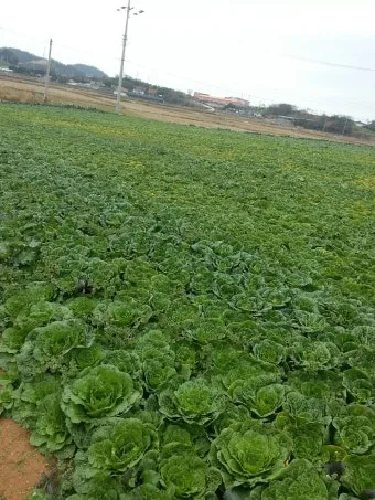 봄동 재배 파종시기 노지 월동 보온 피복 웃거름 타이밍_5