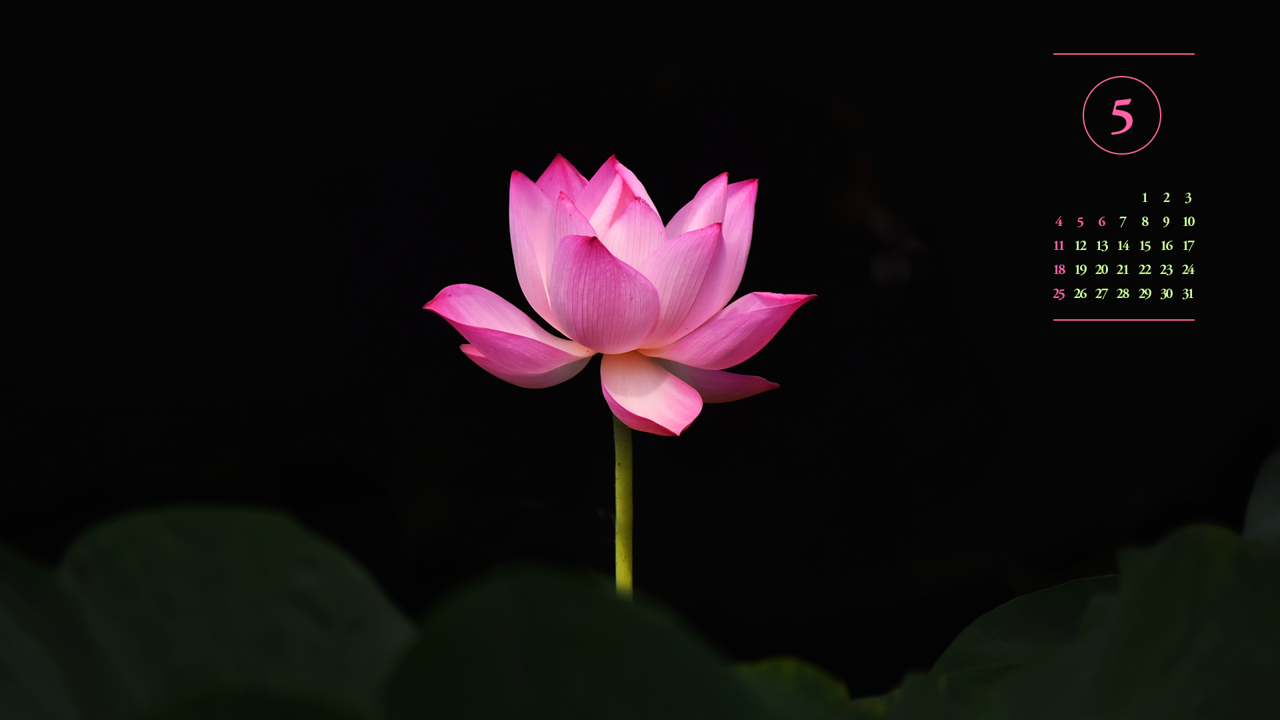 14 홍련 검정배경 A - 2025년5월 노트북배경화면