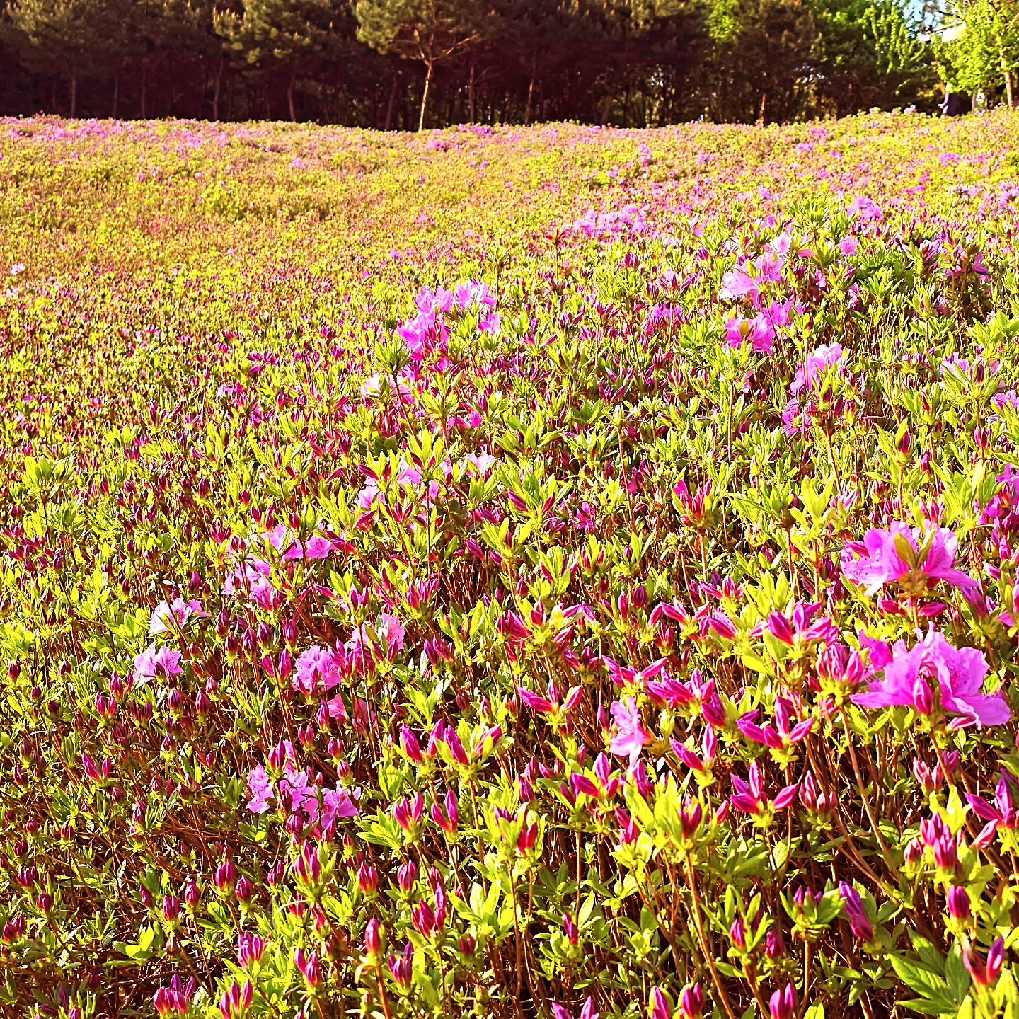 2024 불암산 철쭉제 기본일정과 프로그램 소개