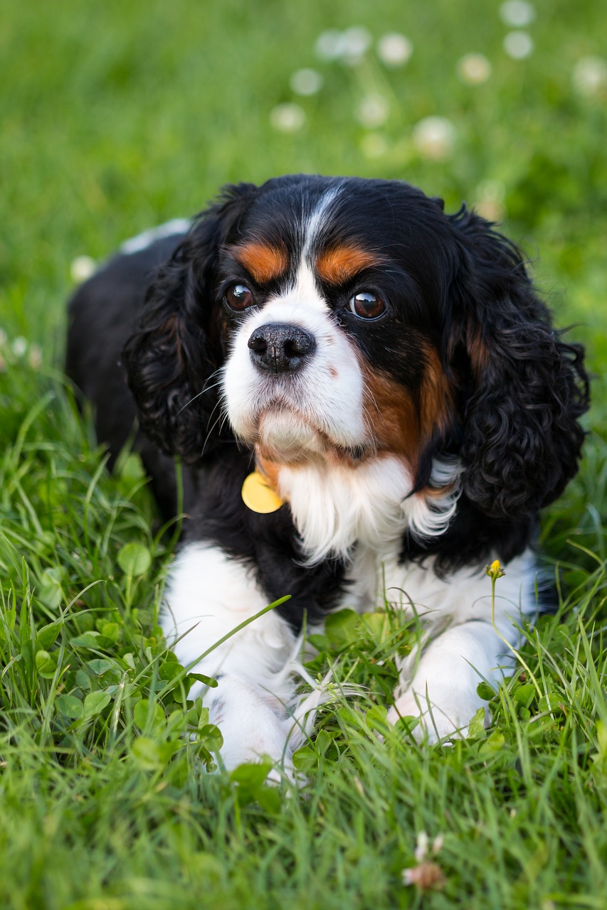 카발리에 킹 찰스 스패니얼(Cavalier King Charles Spaniel)4
