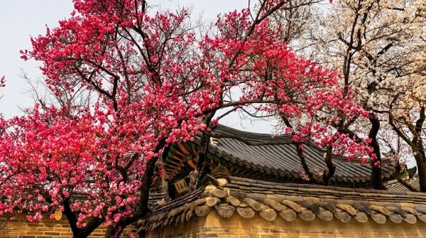 창덕궁 성정각 담장 너머에 서있는 홍매화