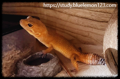 레오파드 게코 교배 성공률 높이는 팁