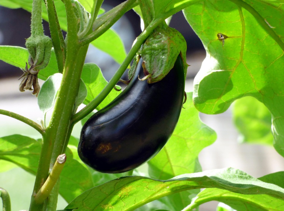 [가지] 가지의 놀라운 효능과 부작용 대공개!