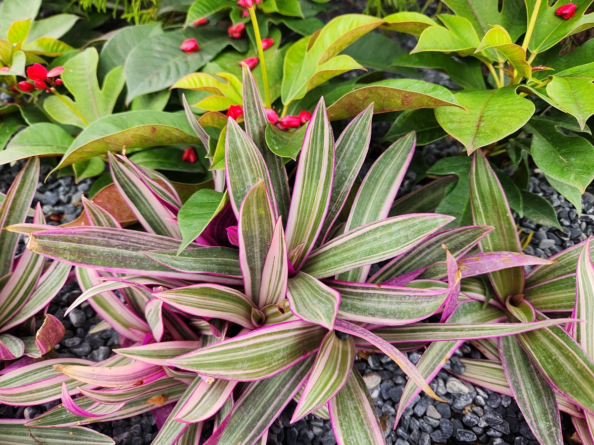 자주만년청(부자란)