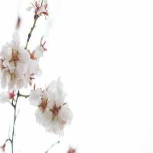 서울 무료 봄축제 BEST 5 