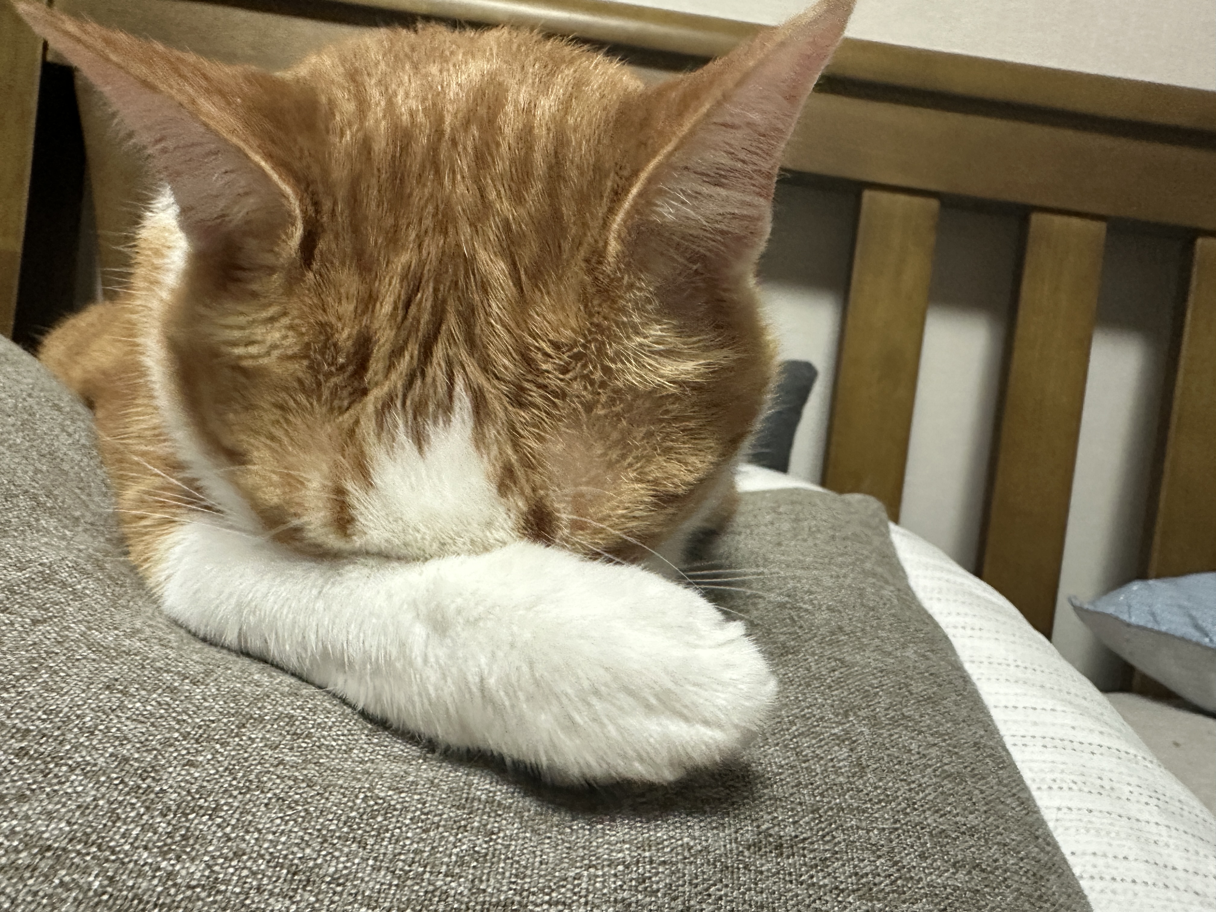 고양이세수를_시작하는_호야