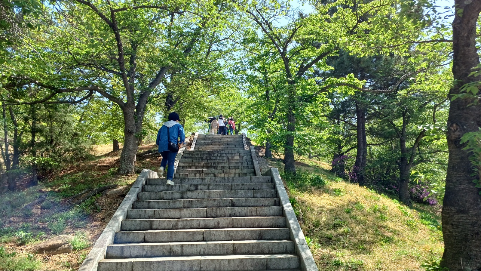 불국사 겹벚꽃2