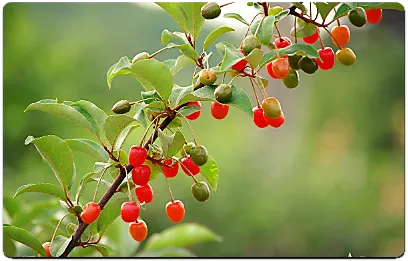 보리수나무-물앵두