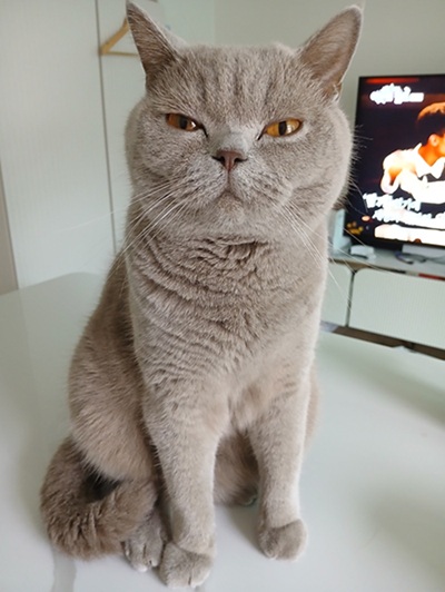 꼬리 뿐만 아니라 눈으로도 대화하는 누니