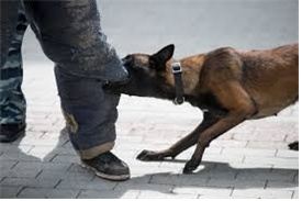 개가 사람 다리는 무는 사진